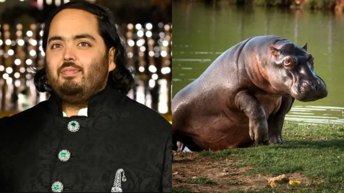 Hipopótamos de Escobar: multimillonario indio Anant Ambani ofrece llevarse 80 a India para evitar eutanasia en Colombia