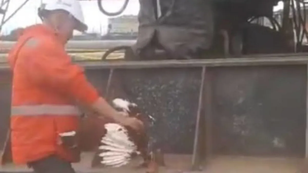 Denuncian maltrato animal en obra del Metro de Bogotá