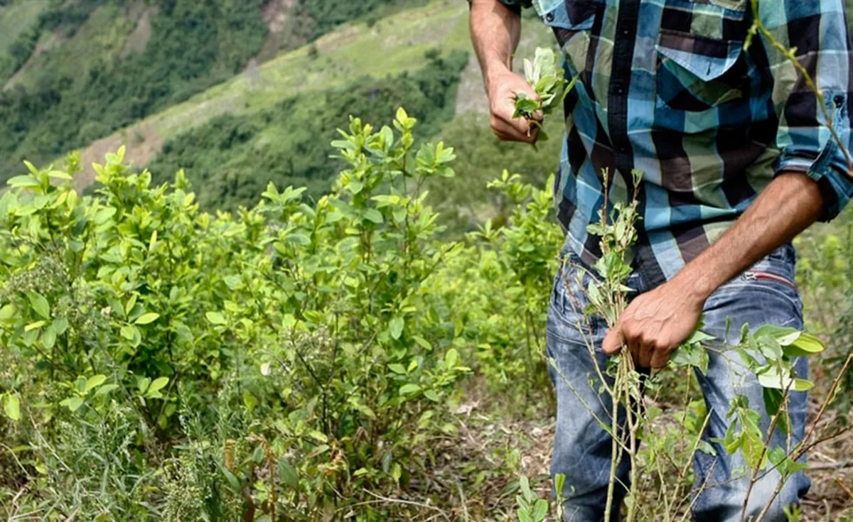 EE.UU. elimina a Colombia de lista de países que combaten al narcotráfico