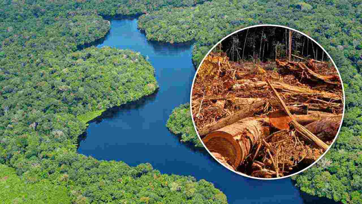 Procuraduría advierte sobre grave problemática de deforestación en la Amazonía