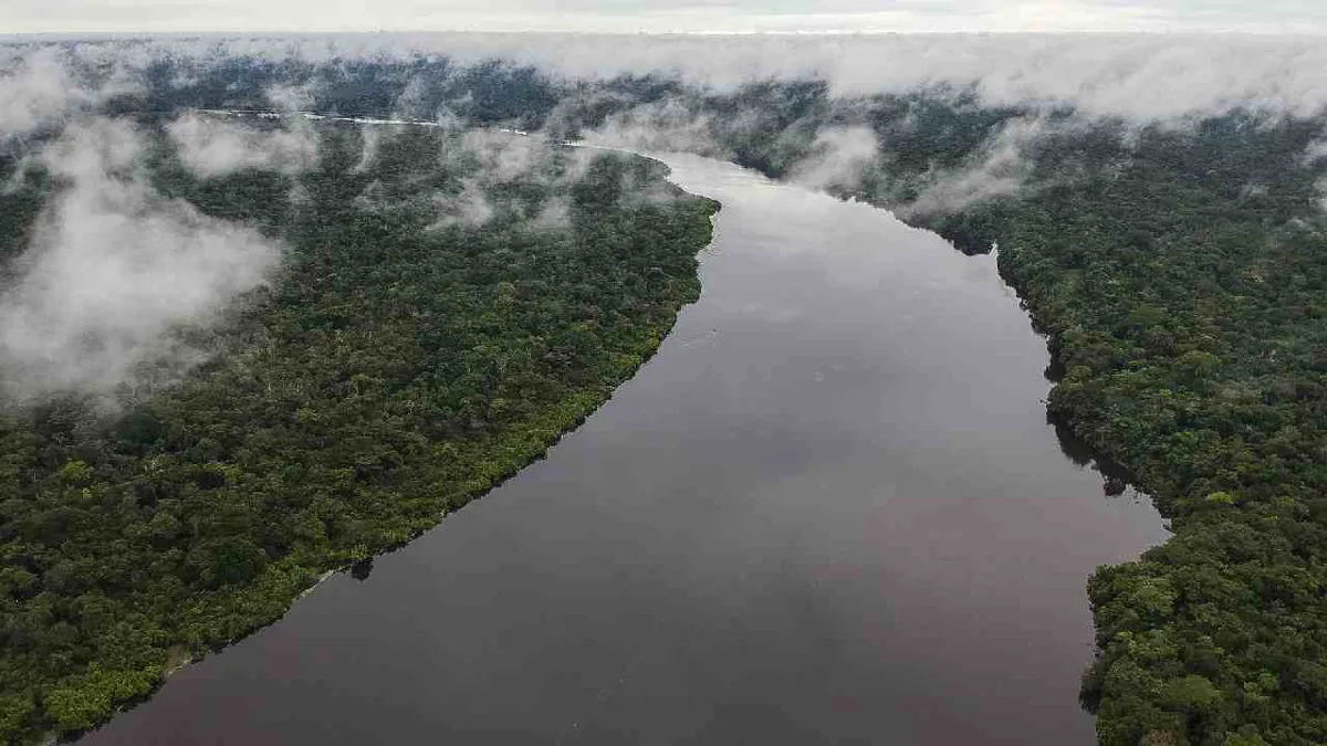 Colombia necesita 2.500 millones de dólares para recuperar área deforestada