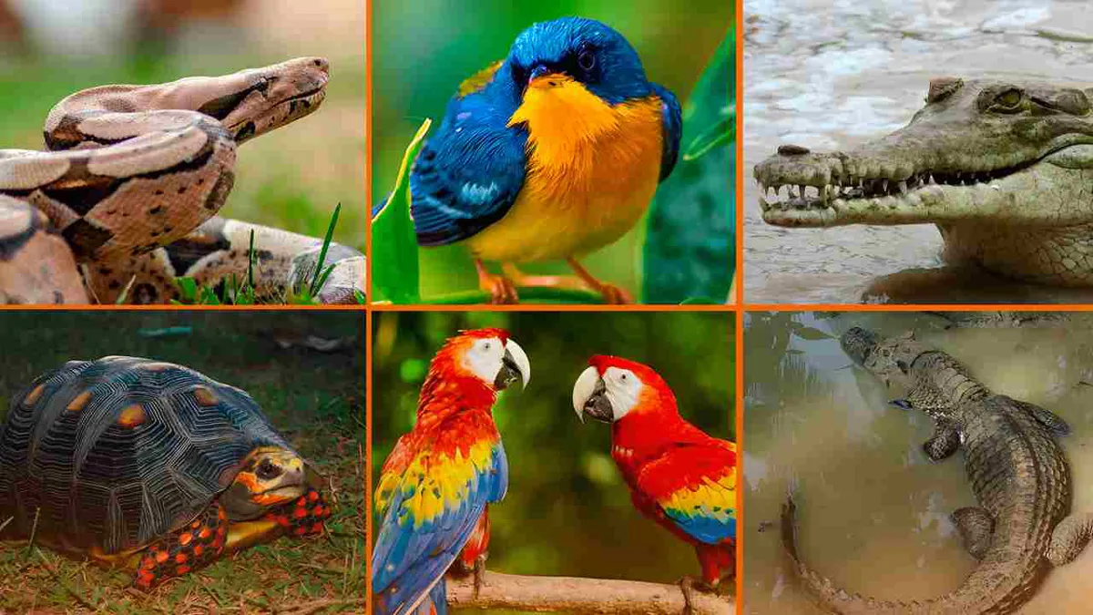 Liberan a más de 80 animales a su hábitat natural en Colombia