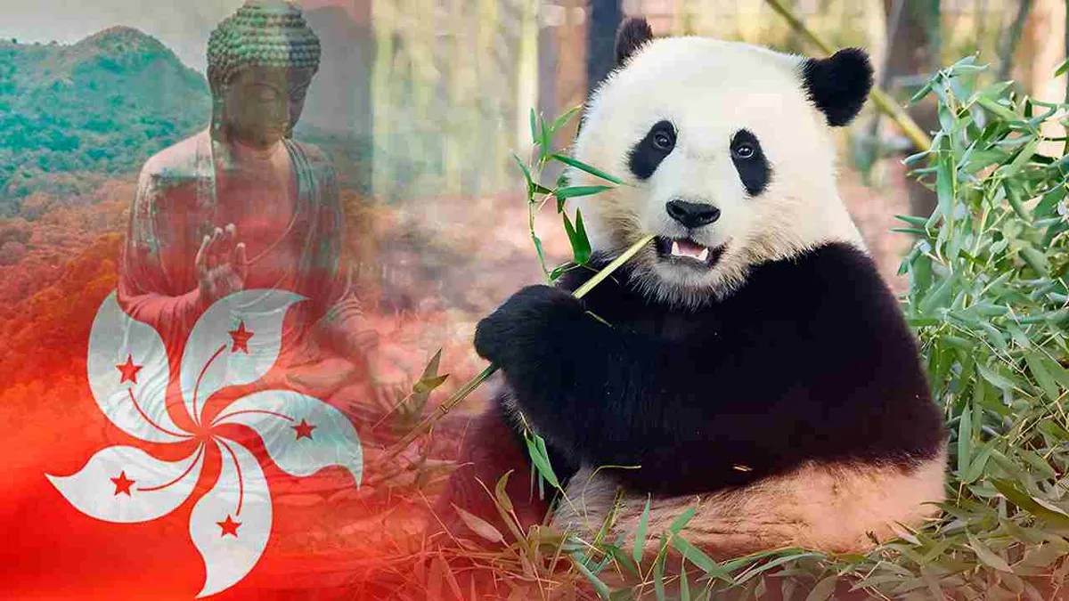 Hong Kong aprovecha el atractivo de sus cachorros pandas para revitalizar su turismo