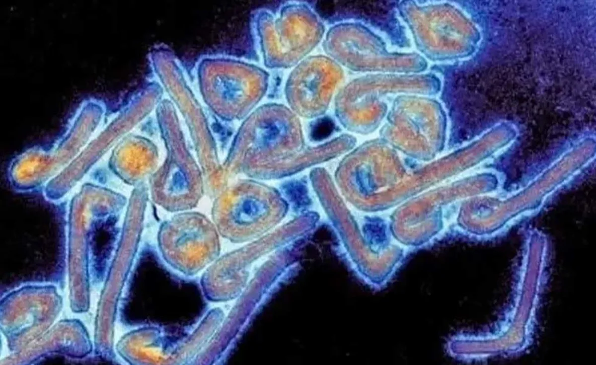 La OMS declara la emergencia sanitaria internacional por la viruela del mono