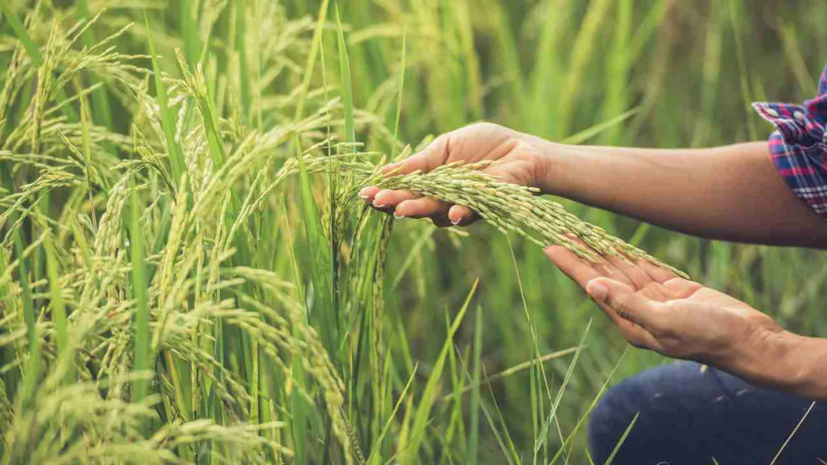 Productores de arroz piden al Gobierno Petro medidas de protección