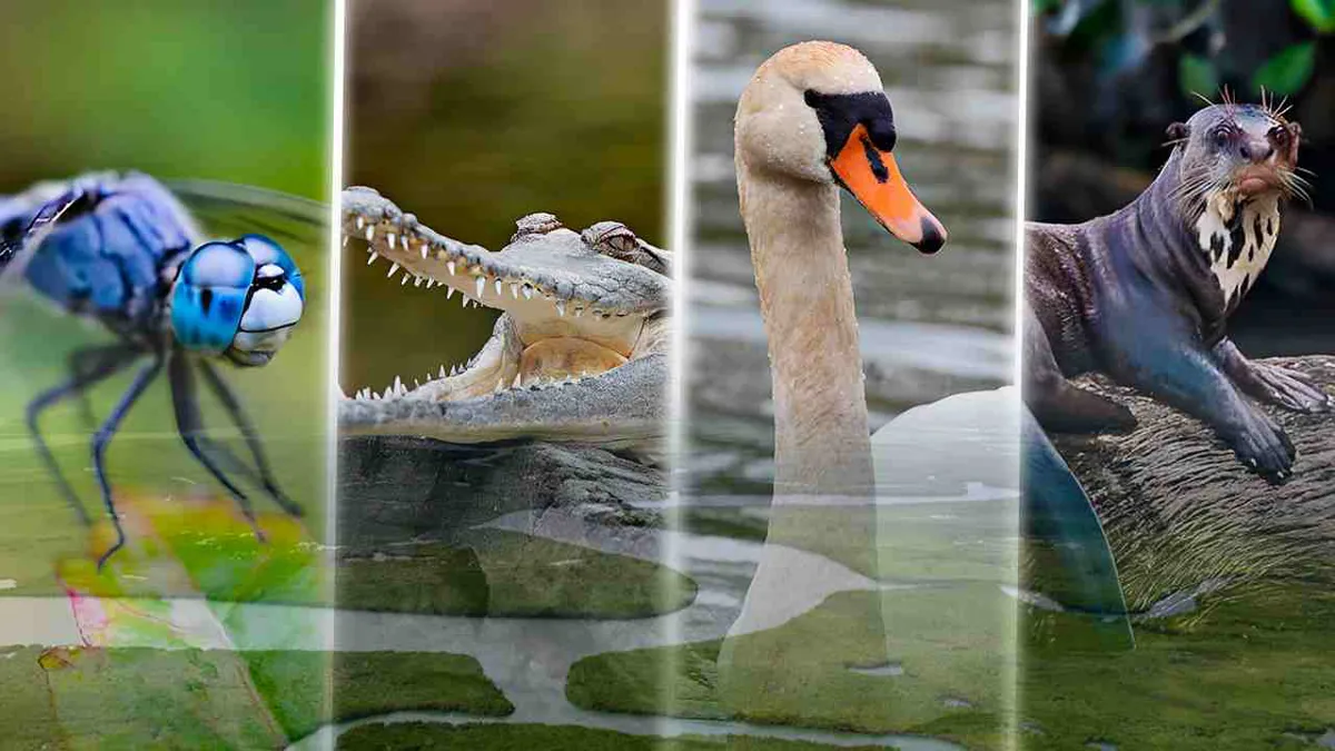 Un 24 % de las especies de fauna en ecosistemas de agua dulce está en riesgo de extinción