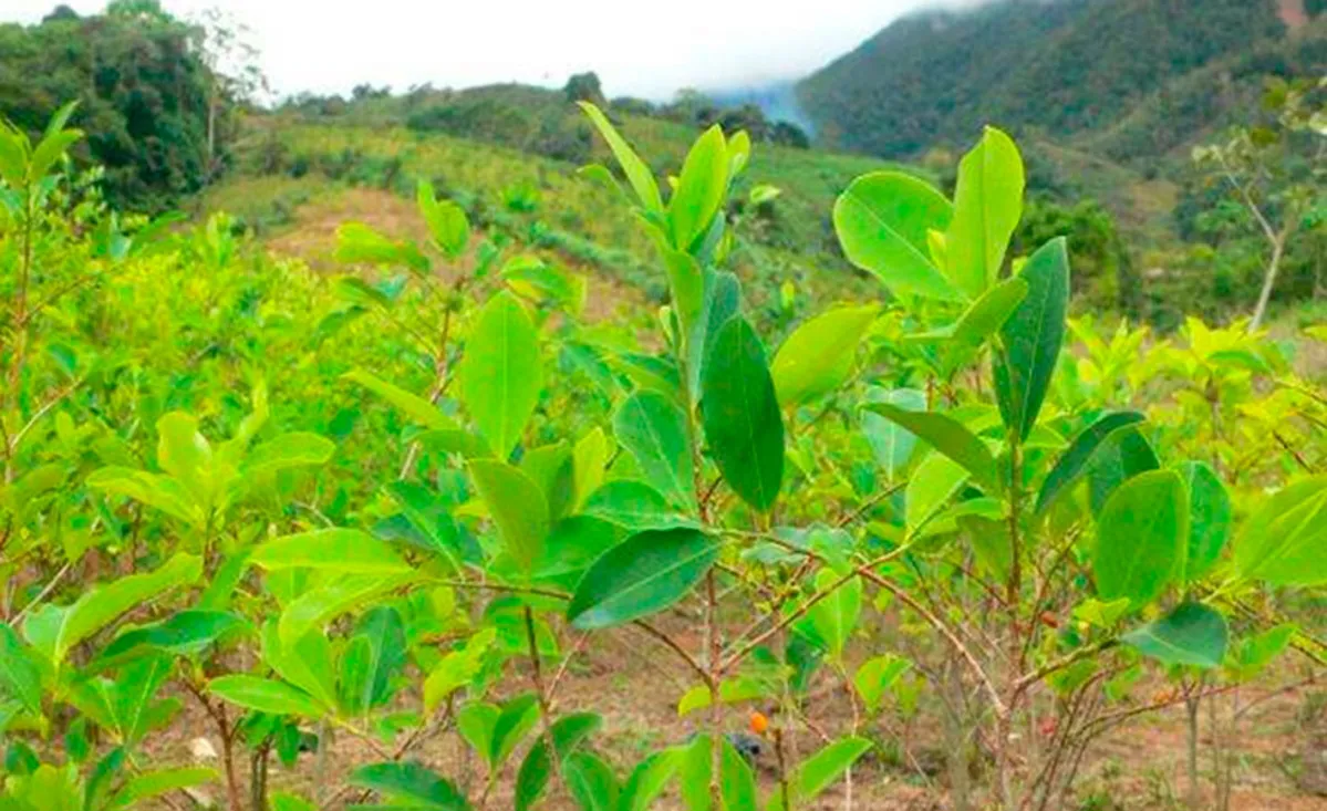 Gobierno publica borrador de reglamentación de uso de coca para fines médicos en el país