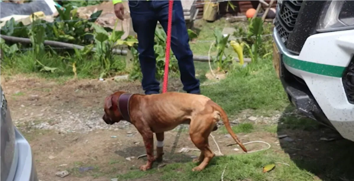 Desarticulan red clandestina de peleas de perros y apuestas ilegales