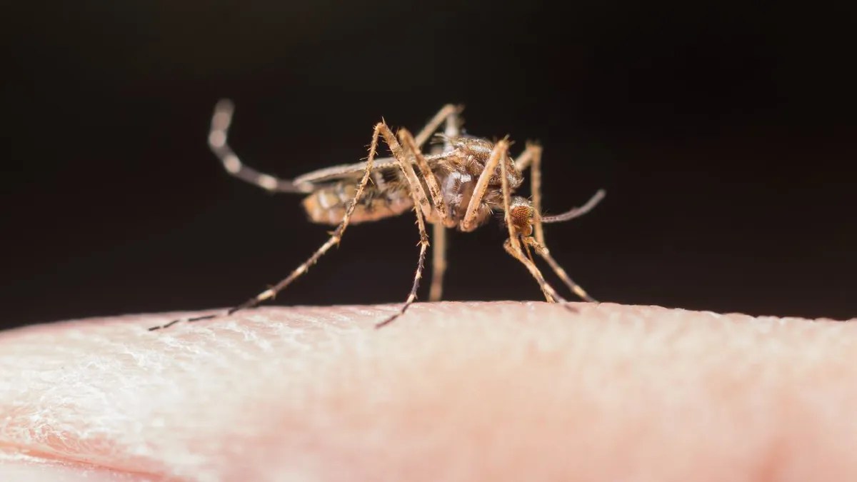 Preocupación de la OMS por brotes de dengue en Latinoamérica