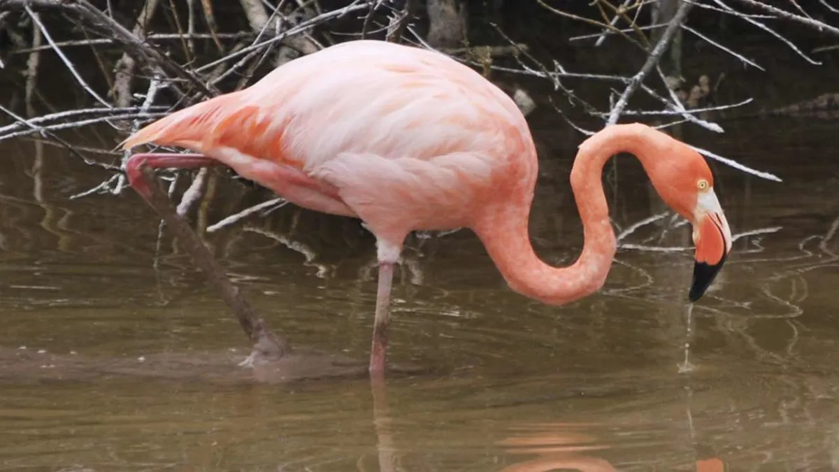 Los flamingos, una especie en condición crítica en Galápagos