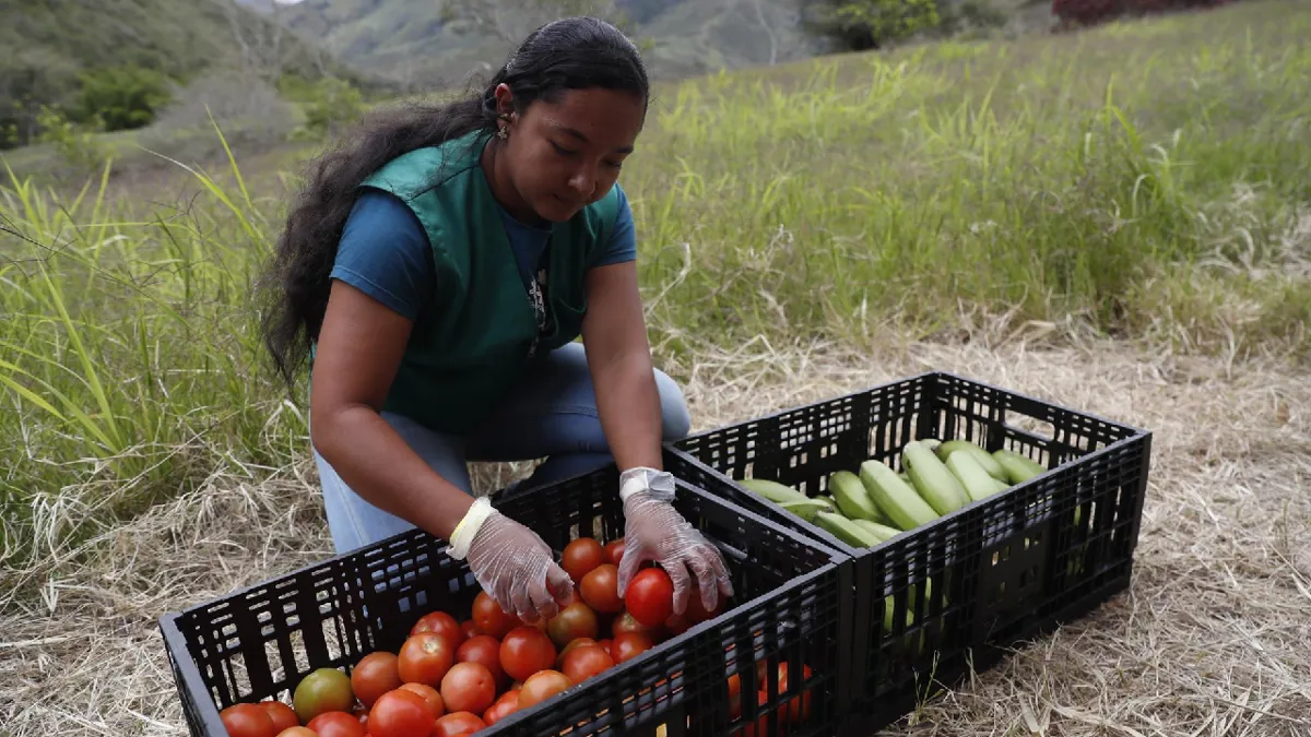 Familias cambian la coca por un futuro con cítricos y café en el Valle