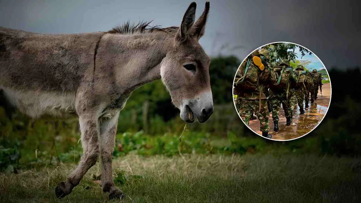 Ataque con ‘burro bomba’ deja un oficial muerto y dos soldados heridos en Antioquia
