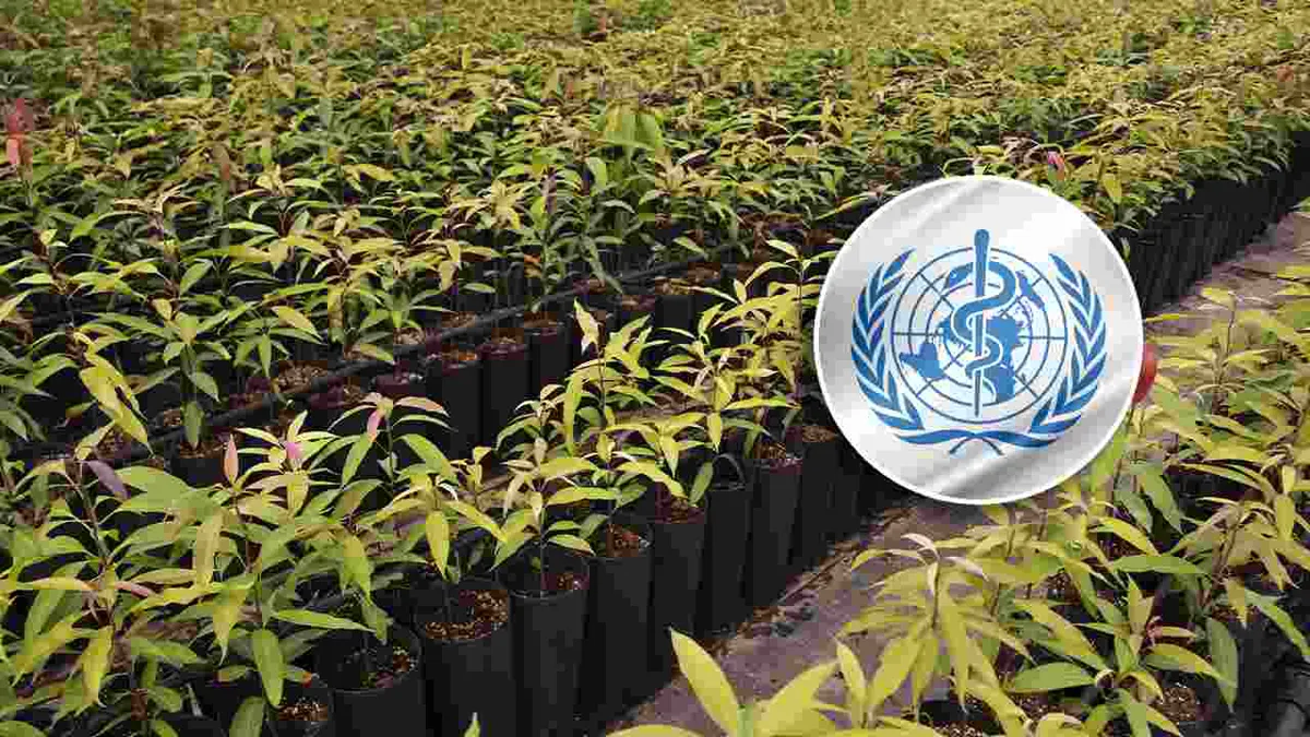 La OMS mantiene la hoja de coca entre sustancias más peligrosas por su fácil conversión en cocaína
