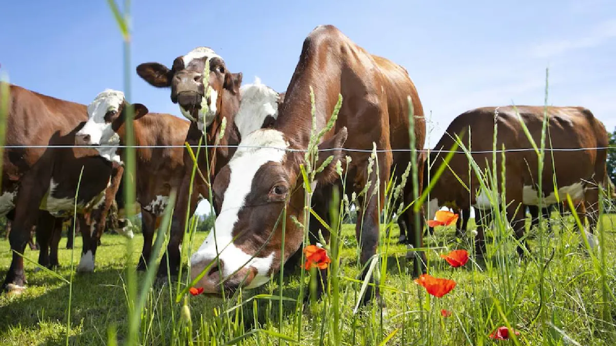 Alimentar a las vacas con algas marinas reduce sus emisiones en un 40%