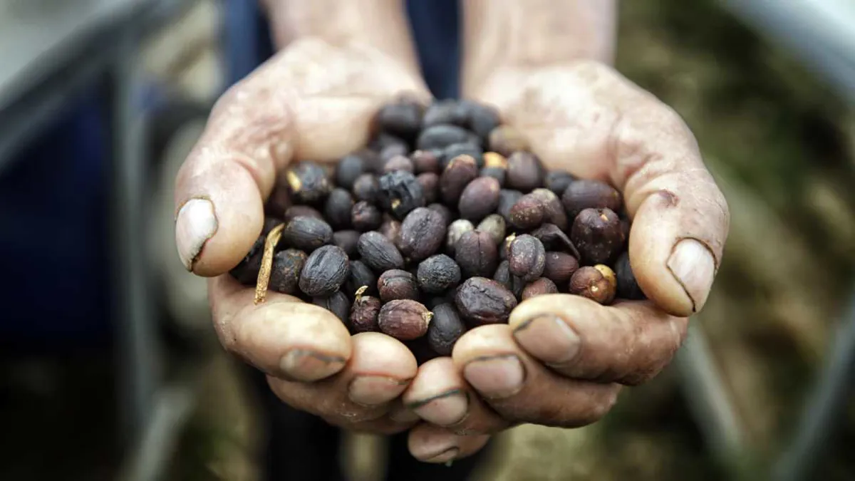 ¿Cómo el clima, la inflación y la geopolítica están transformando la industria del café?