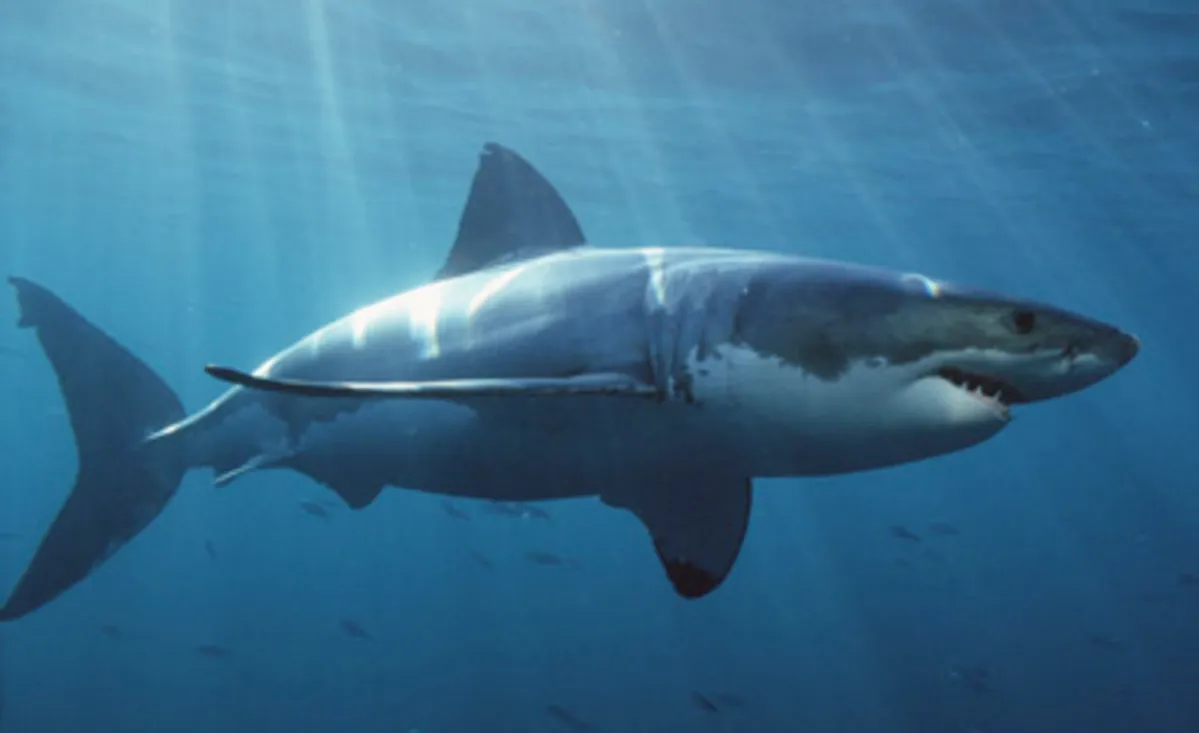 Detectan tiburones intoxicados con cocaína en Brasil