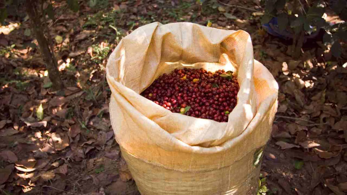 Colombia produjo casi 14 millones de sacos de café en 2024, la mejor cifra en cinco años