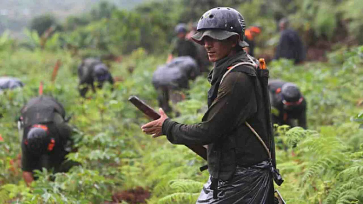 ONU: producción mundial de cocaína alcanza un nuevo récord y se cuadruplica en una década