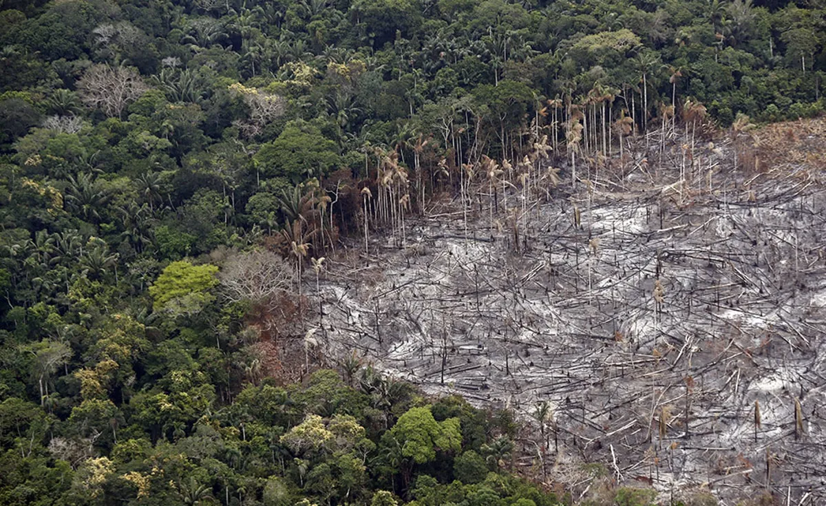 Preocupante: aumentan  las cifras por deforestación en el país