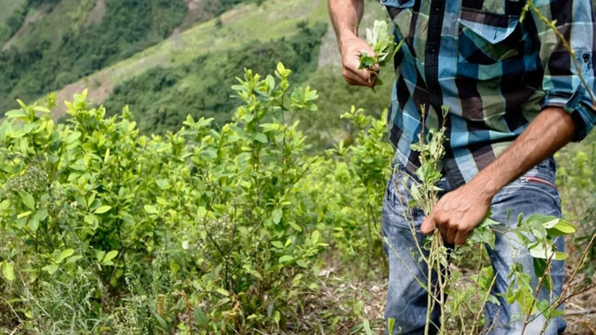 Política de drogas volverá a ser central en relación de Colombia con EEUU en la era Trump
