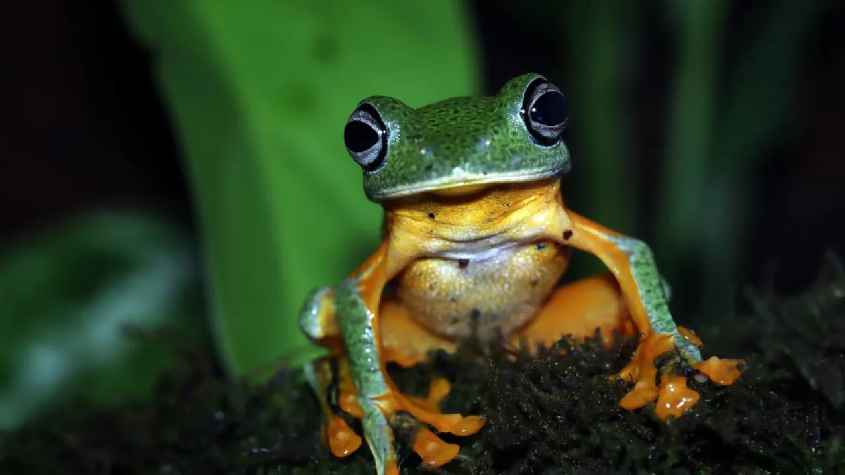 Descubren cuatro nuevas especies de ranas en el norte de los Andes de Ecuador