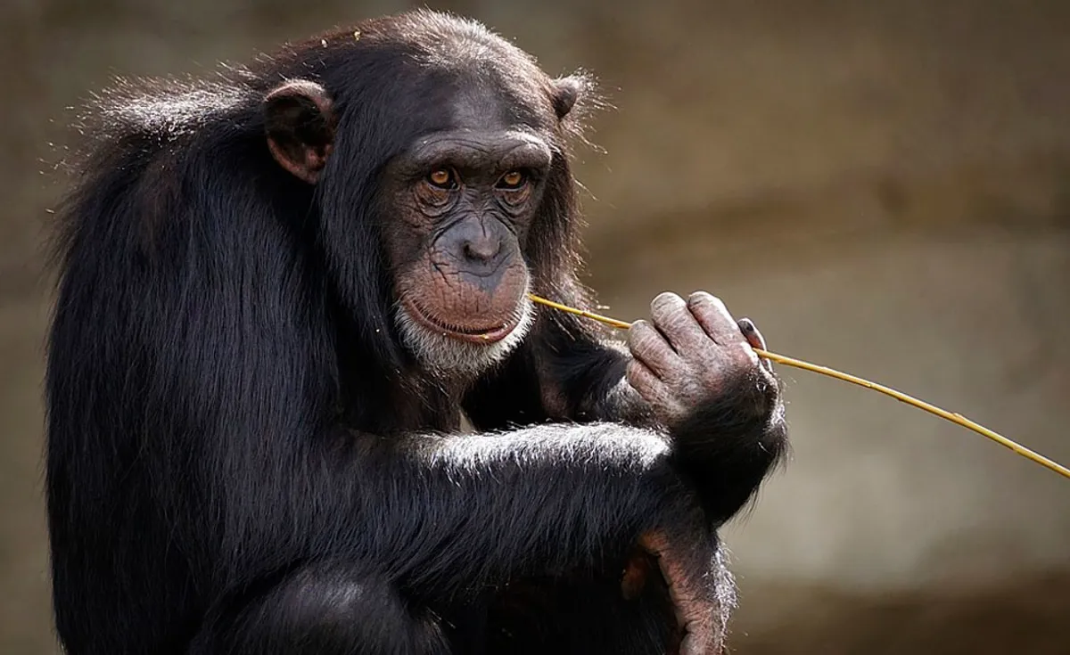 El juego entre chimpancés adultos sirve para mejorar la cooperación y rebajar la tensión