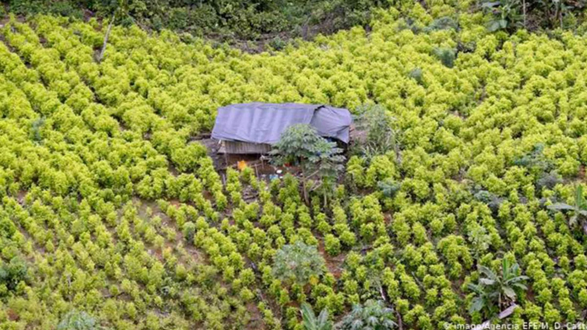 Petro dice que su Gobierno no volverá a hacer erradicación forzada de cultivos de coca