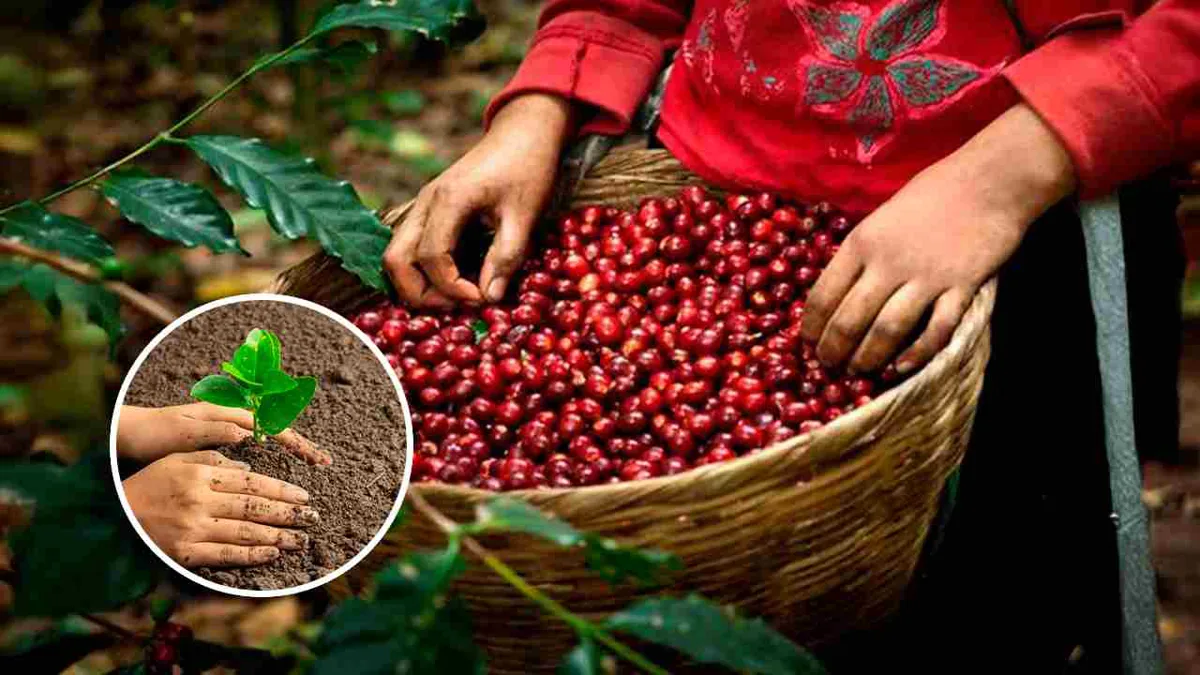 Caficultores colombianos apuestan por la reforestación para reducir huella de carbono