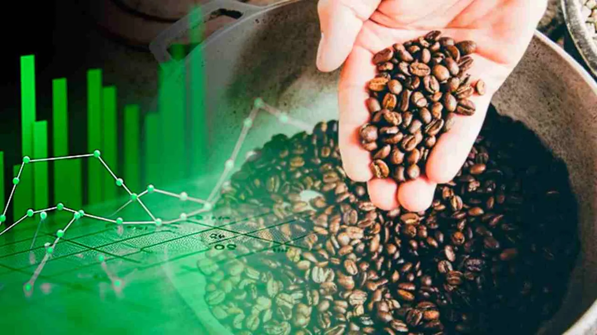 Los cafeteros celebran récord de precios del grano en el mercado internacional
