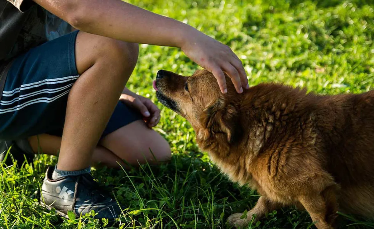 Cuidados para mascotas en Semana Santa: recomendaciones clave para viajar o dejarlas en casa