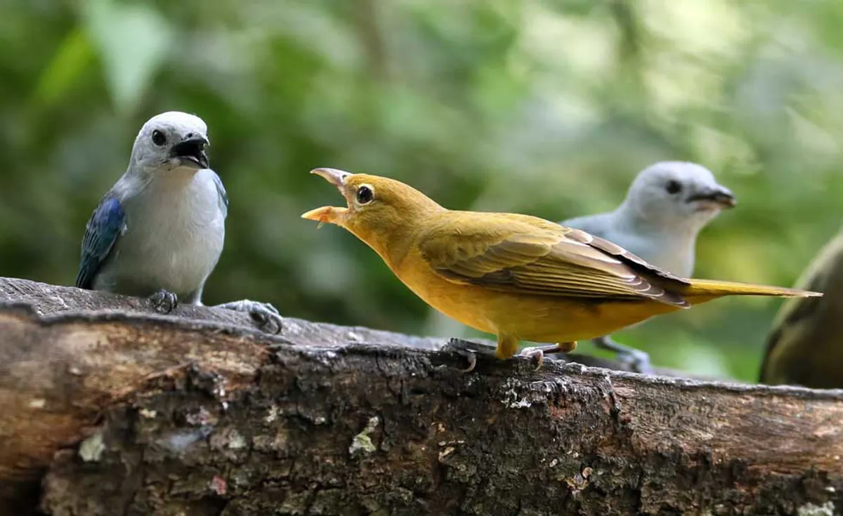 Las aves de Colombia se refugian en los cultivos de flores ante la pérdida de sus hábitats