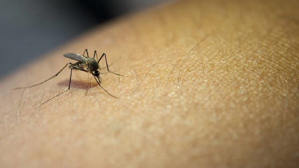El chikungunya costó 49.900 millones de dólares en una década, sobre todo en Latinoamérica