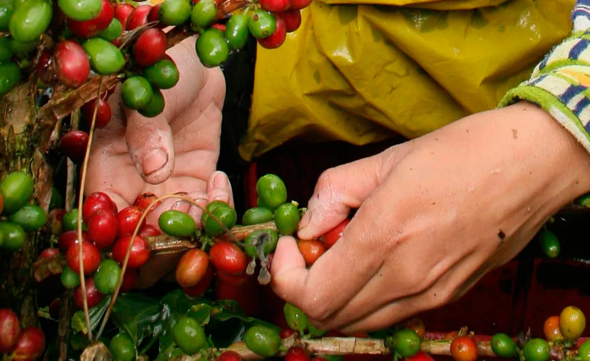 Colombia produjo 13,41 millones de sacos de café este año y ha renovado 90.000 hectáreas