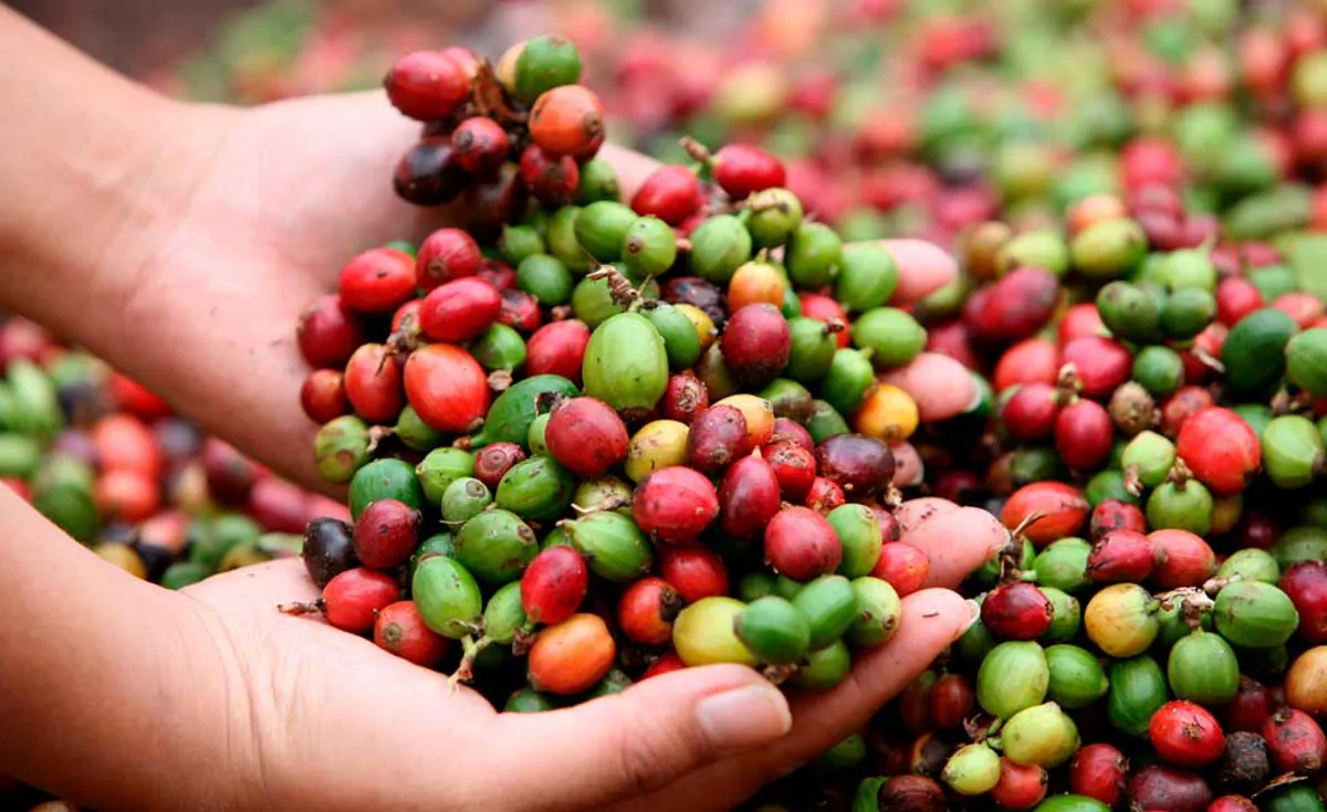 Petróleo, café y flores, los bienes que Estados Unidos importa de Colombia