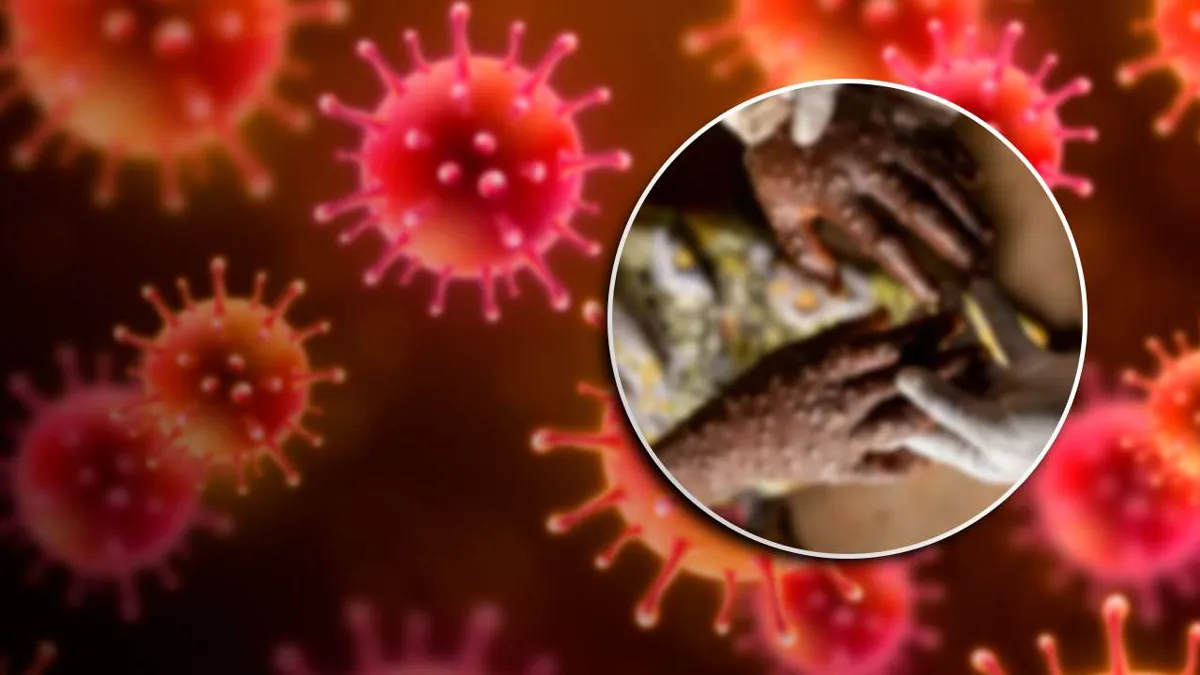 Cerca de 97.800 casos y 1.735 muertes por mpox en África desde principios de 2024