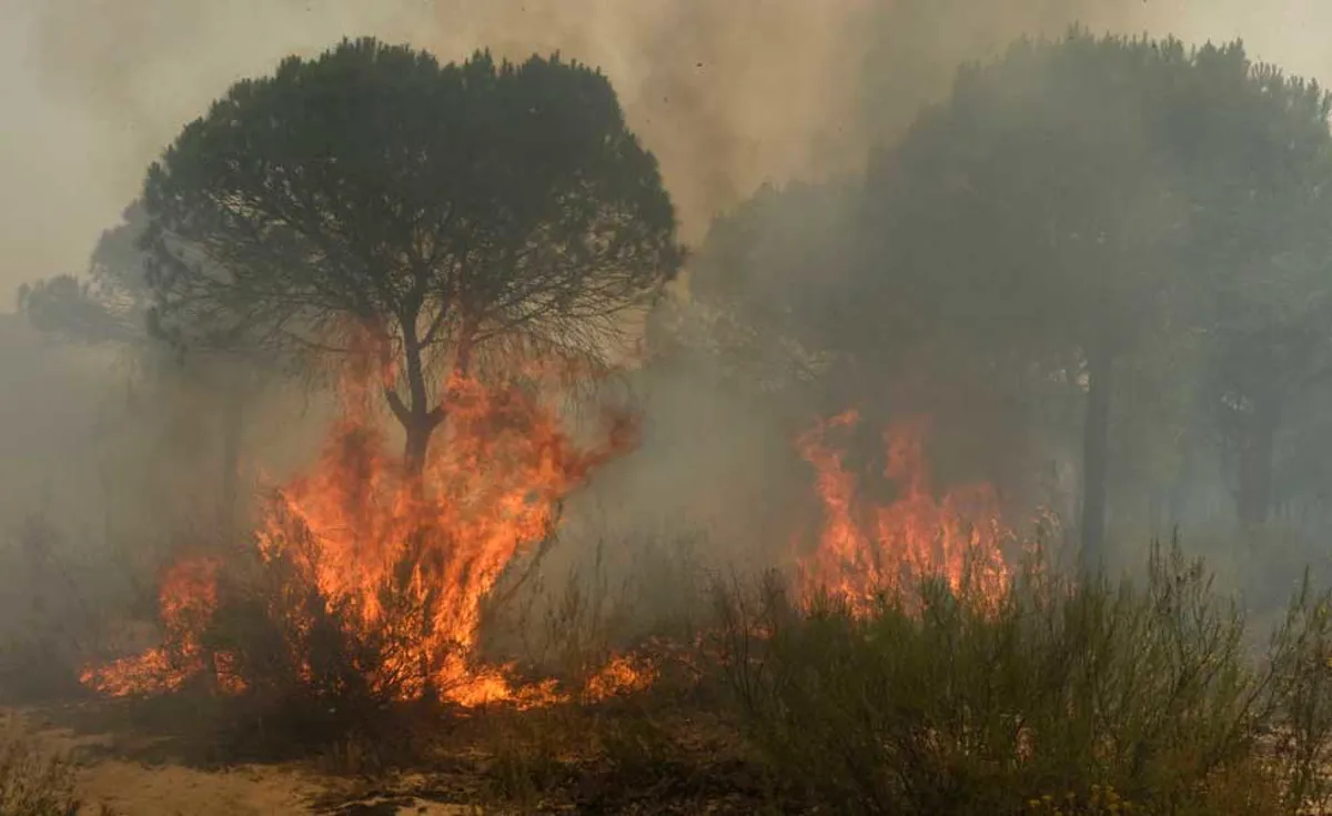 Colombia combate 31 incendios que arrasaron casi 11.000 hectáreas de bosque en dos semanas